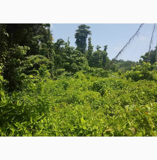 Dominica real estate, land for sale in Calibishie, Dominica.